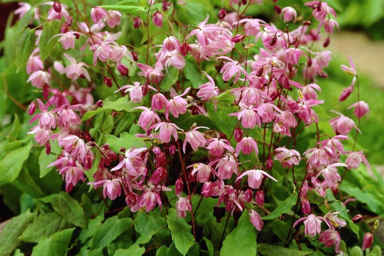 epimedium beneficio