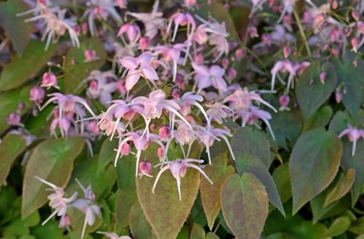 epimedium