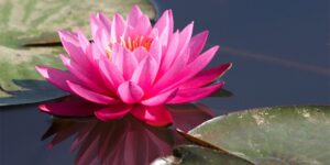 benefícios da flor de lotus