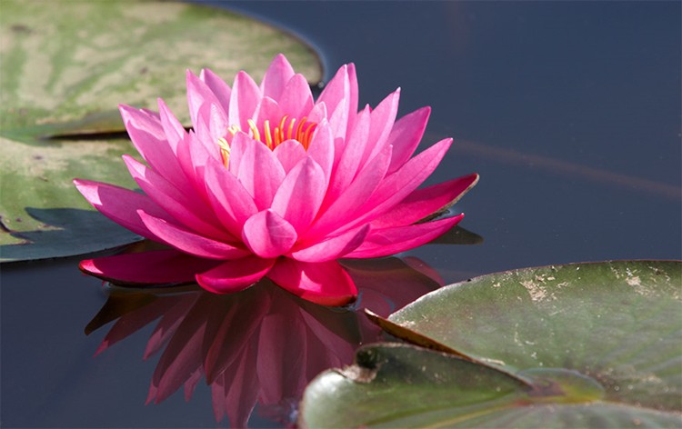 benefícios da flor de lotus para saúde