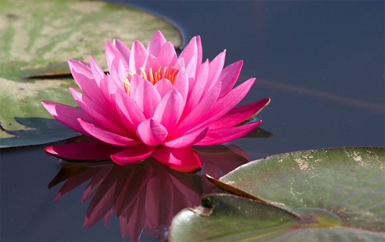 benefícios da flor de lotus