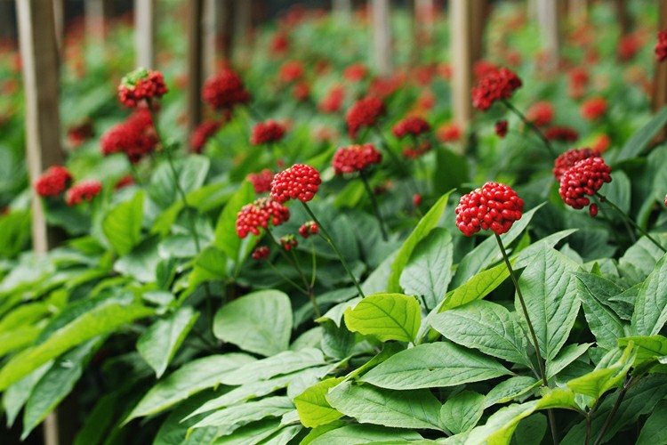 benefícios do Ginseng