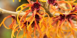 usos-da-hamamelis-para-tratar-problemas-da-pele