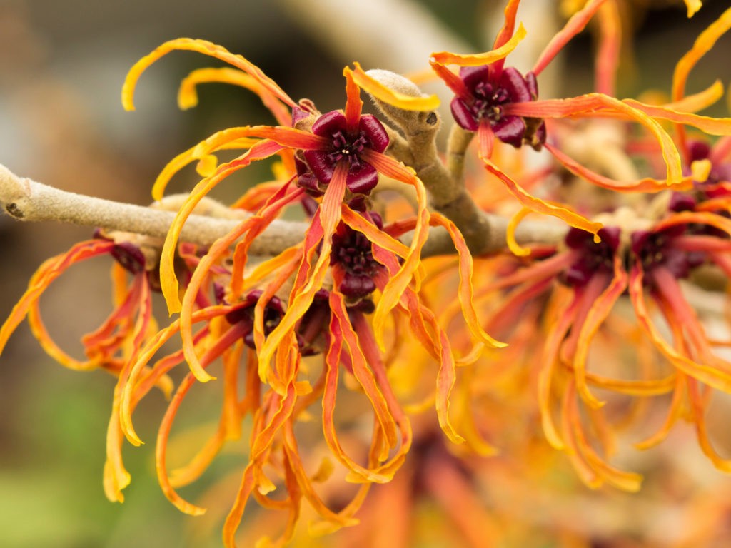 usos-da-hamamelis-para-tratar-problemas-da-pele