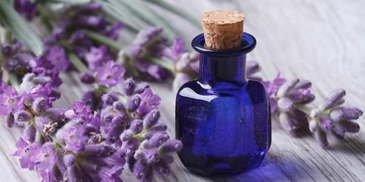 Benefícios do Óleo de Lavanda Benefícios do Óleo de Lavanda