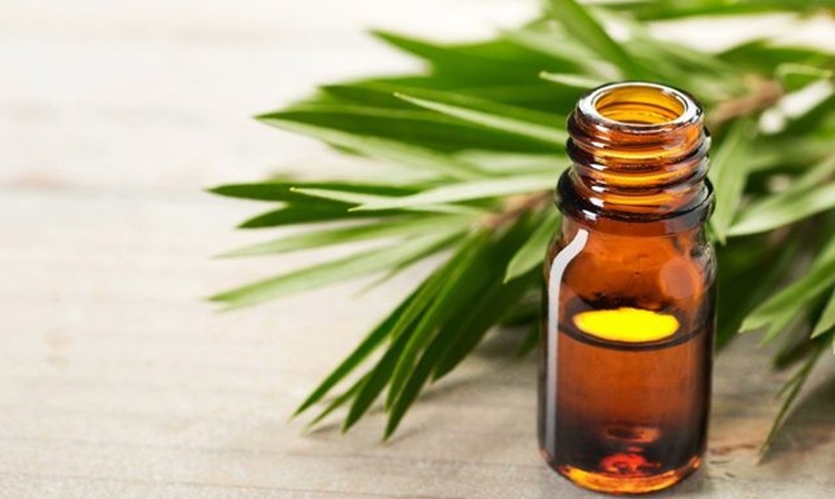 benefícios do óleo de malaleuca benefícios do óleo de malaleuca
