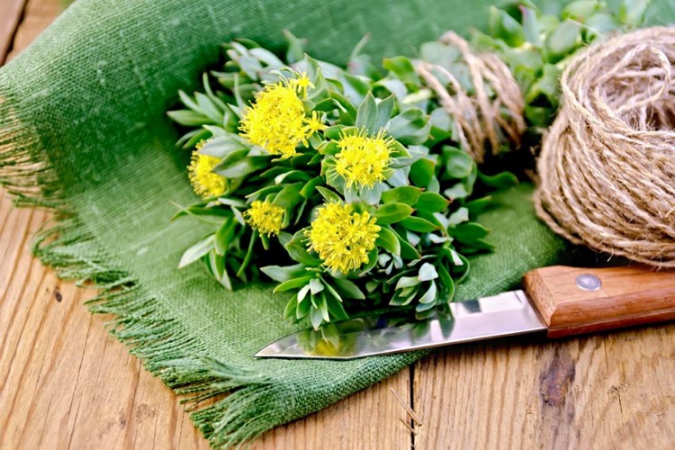 Chá de Rhodiola Rosea