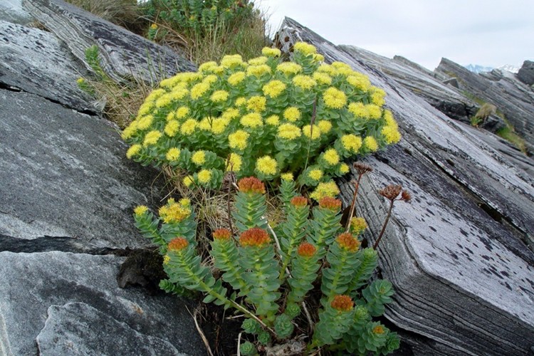 Chá de Rhodiola Rosea