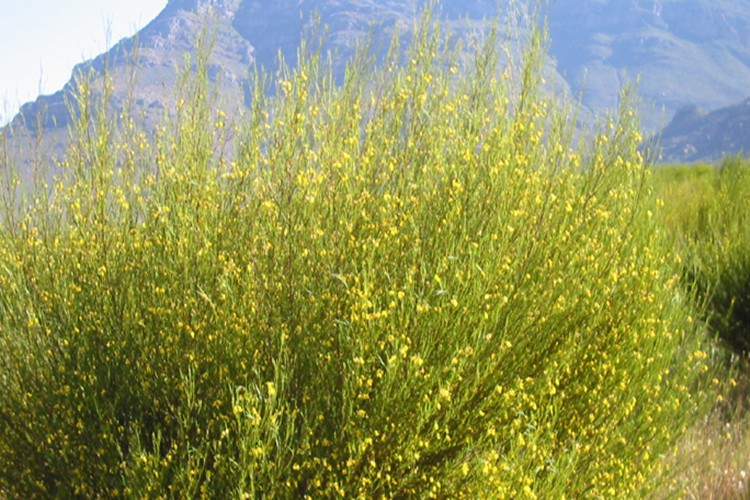 Benefícios do Chá de Rooibos Benefícios do Chá de Rooibos