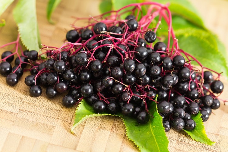 Benefícios do Suco de Sabugueiro