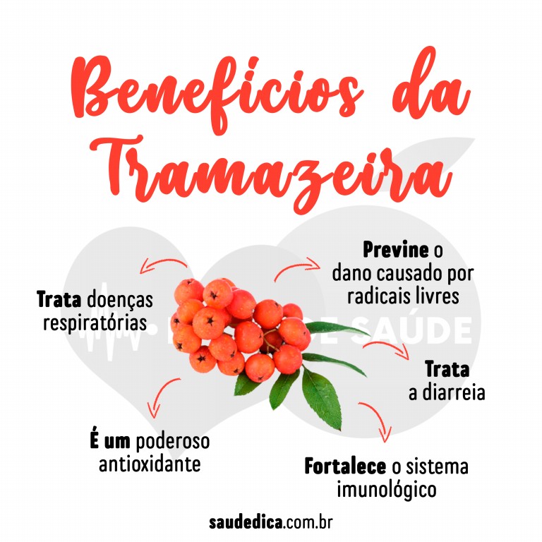 Benefícios da Tramazeira para saúde