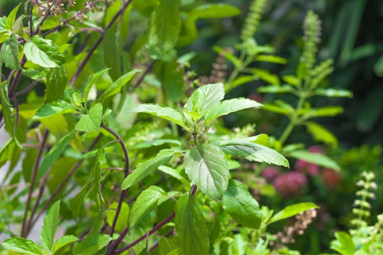 benefícios do cha de tulsi