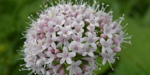 valeriana-valeriana