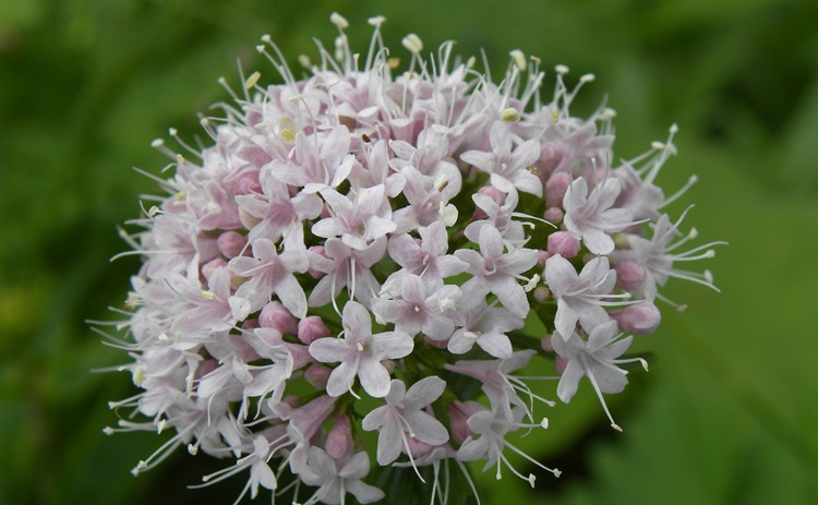 valeriana-valeriana