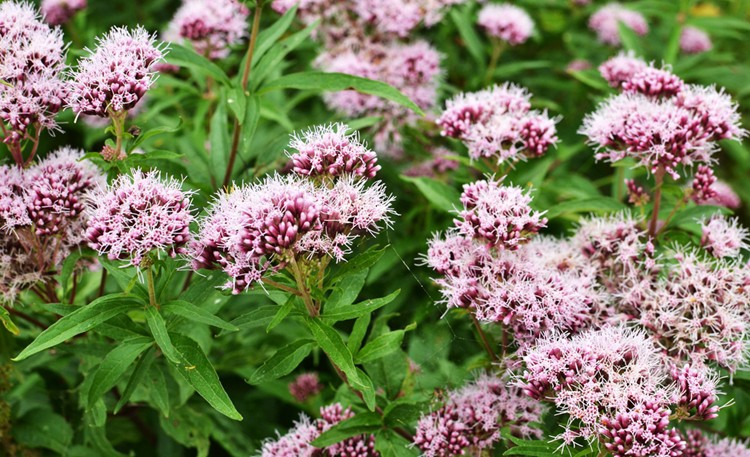 Benefícios da Valeriana Benefícios da Valeriana