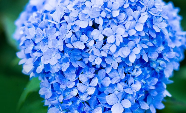 Benefícios da Verbena Azul Benefícios da Verbena Azul