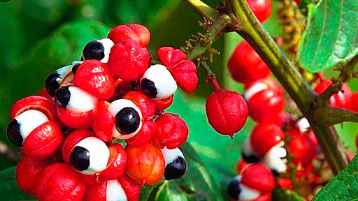 Benefícios do guaraná para saúde