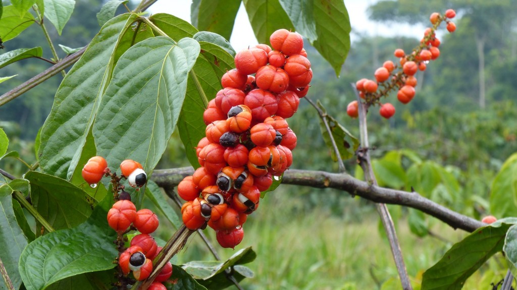 Então, o guaraná emagrece?