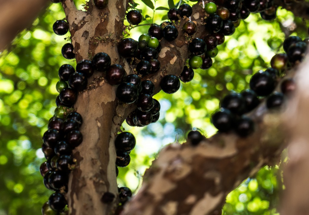 Jabuticaba emagrece ou engorda? como consumir, benefícios e receitas