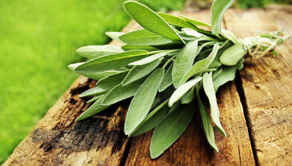 salvia salvia