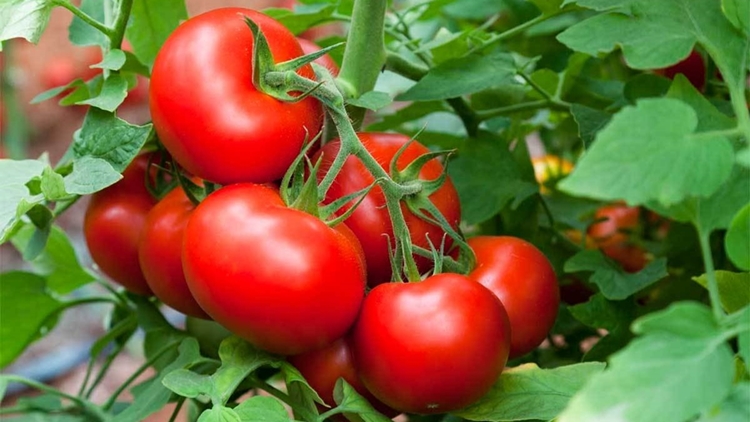 Tomate emagrece ou engorda? como consumir, benefícios, receitas e malefícios