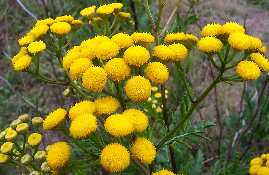 catinga de mulata beneficios