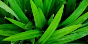 beneficios das folhas de pandan