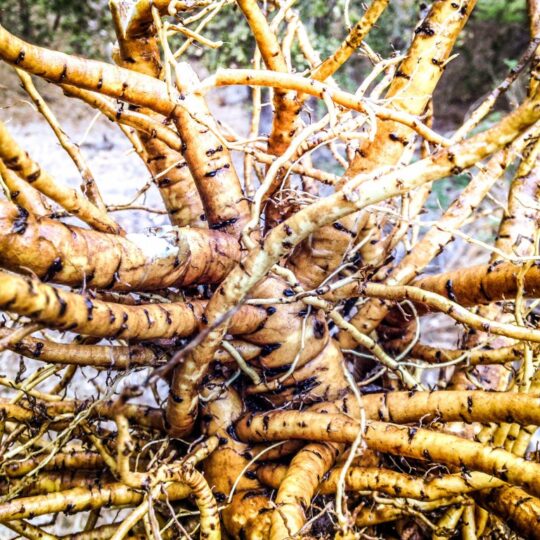 10 benefícios da raiz de marshmallow para saúde Dicas de Saúde