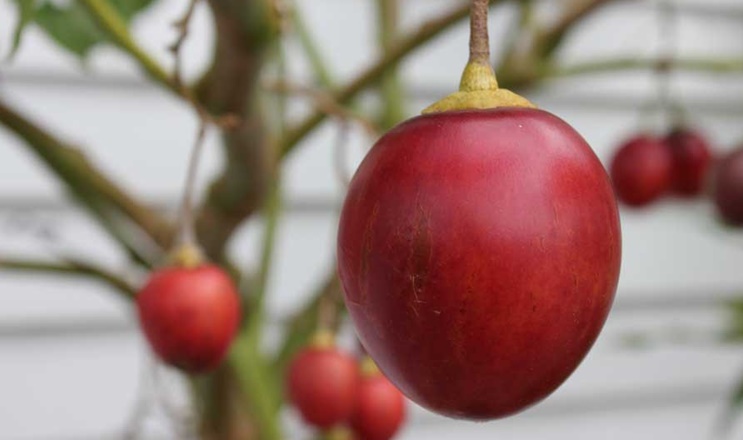 Benefícios do tamarillo para saúde