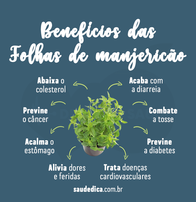 beneficios das folhas de manjericao