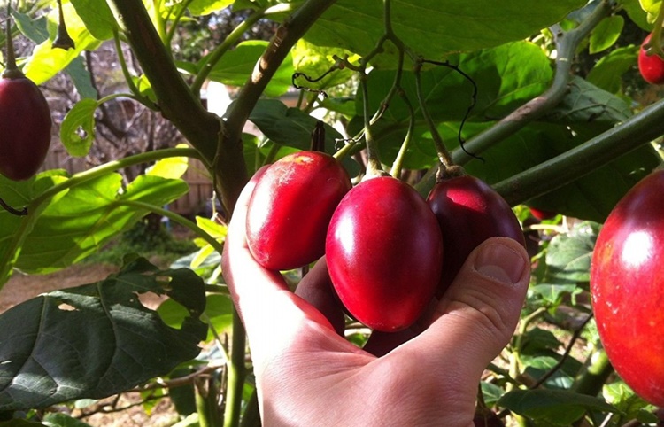 Benefícios do tamarillo para saúde