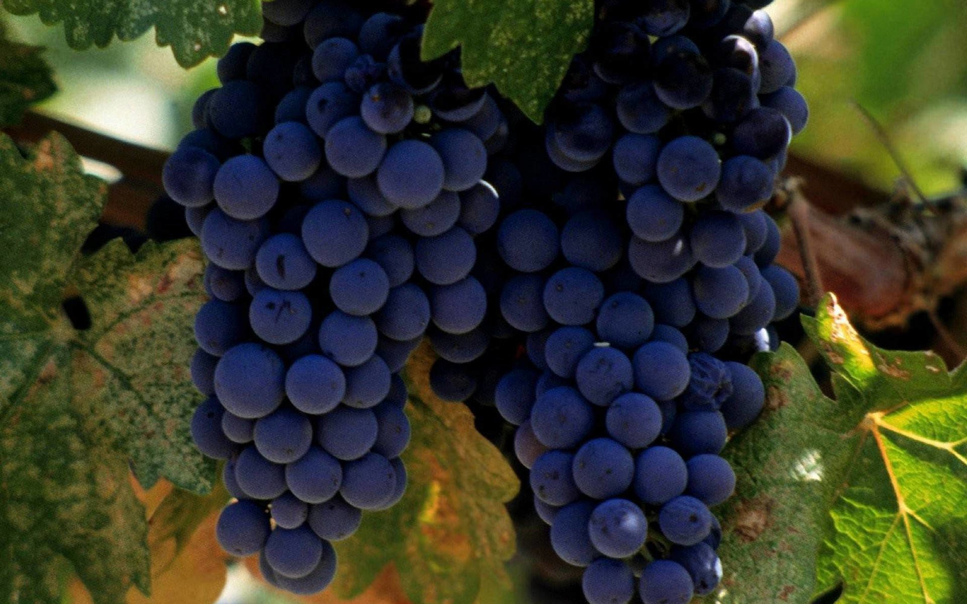 benefícios da uvas pretas