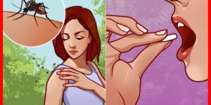 dicas naturais para afastar mosquitos durante o verão