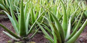 benefícios da aloe vera