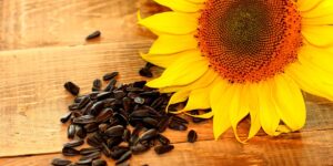 benefícios das sementes de girassol