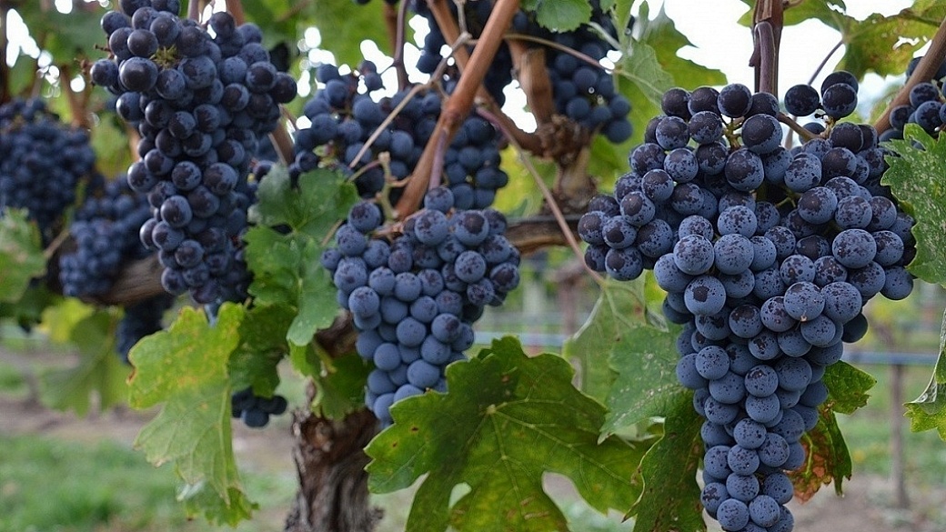 benefícios das uvas pretas