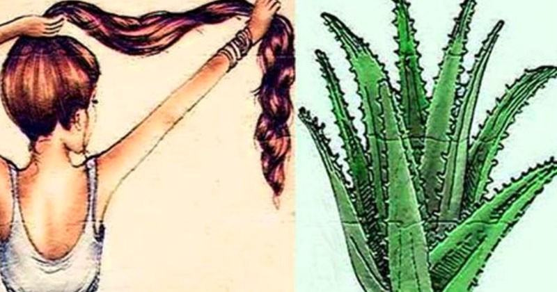maneiras naturais usar a aloe vera para crescer cabelo