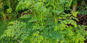 beneficios-da-moringa-oleifera-para-saude