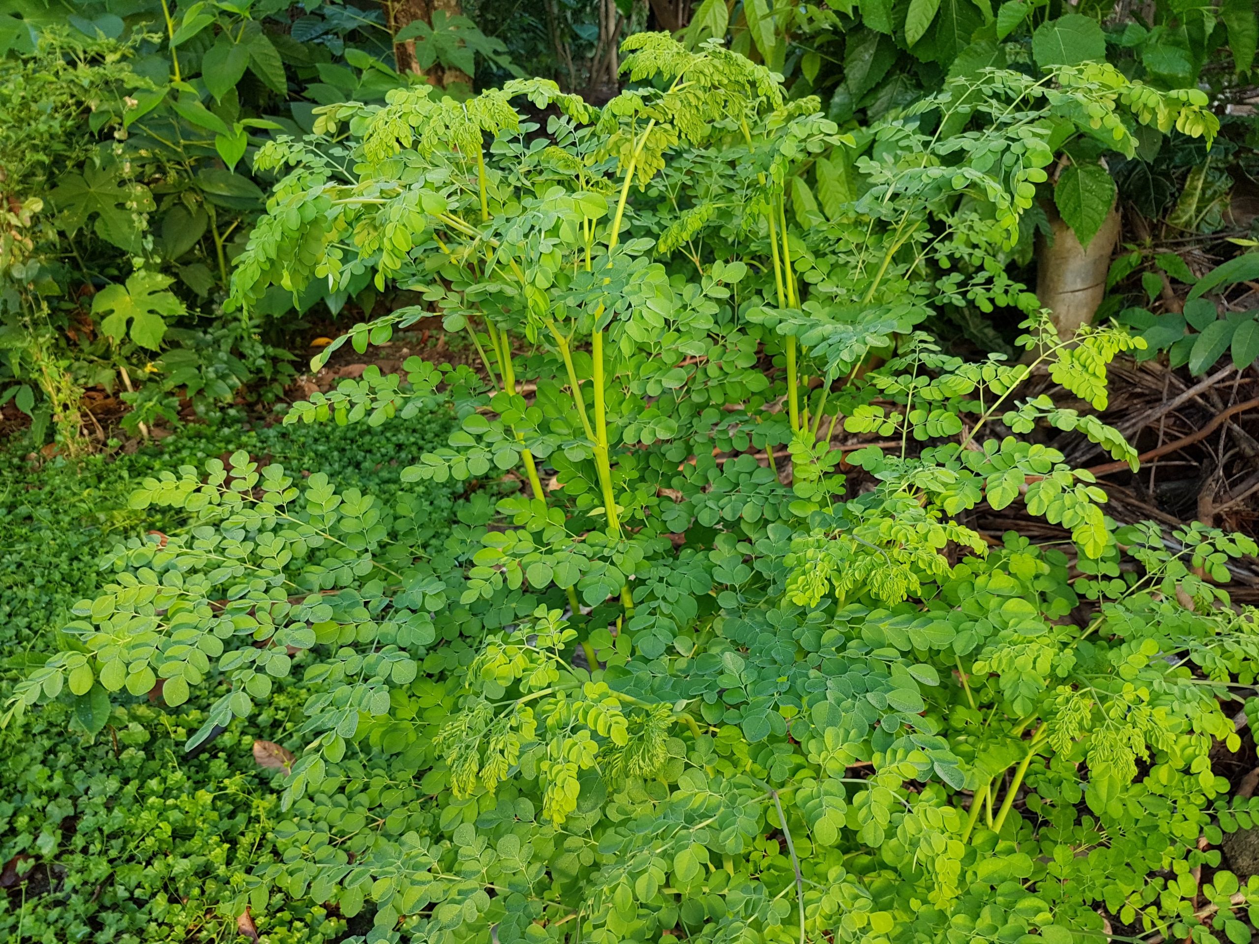 beneficios-da-moringa-oleifera-para-saude