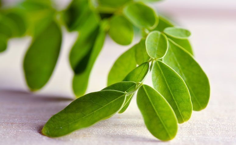 benefícios da moringa para tratar a colite