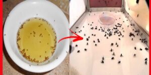 soluçoes caseiras para acabar com moscas e mosquitos