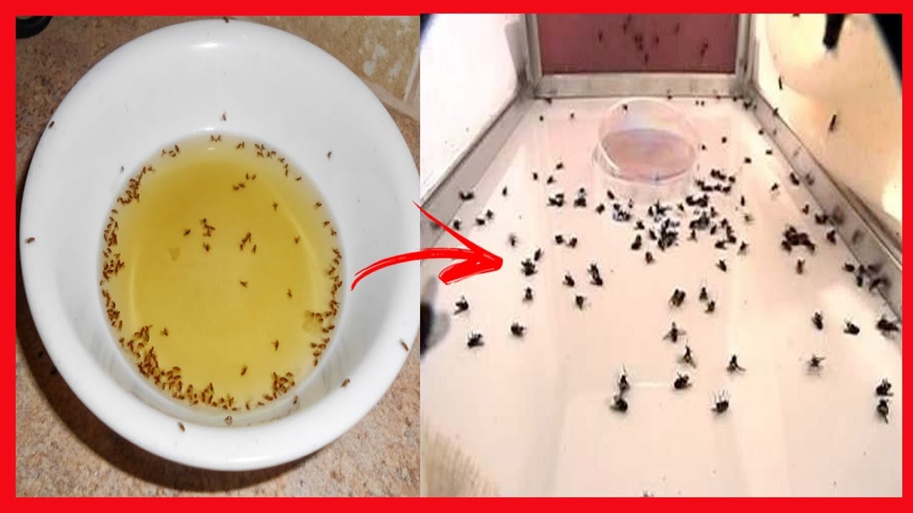 soluçoes caseiras para acabar com moscas e mosquitos