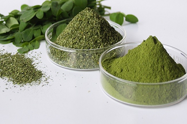 Benefícios do Pó de Moringa Benefícios do Pó de Moringa