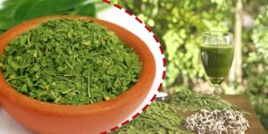 beneficios da moringa