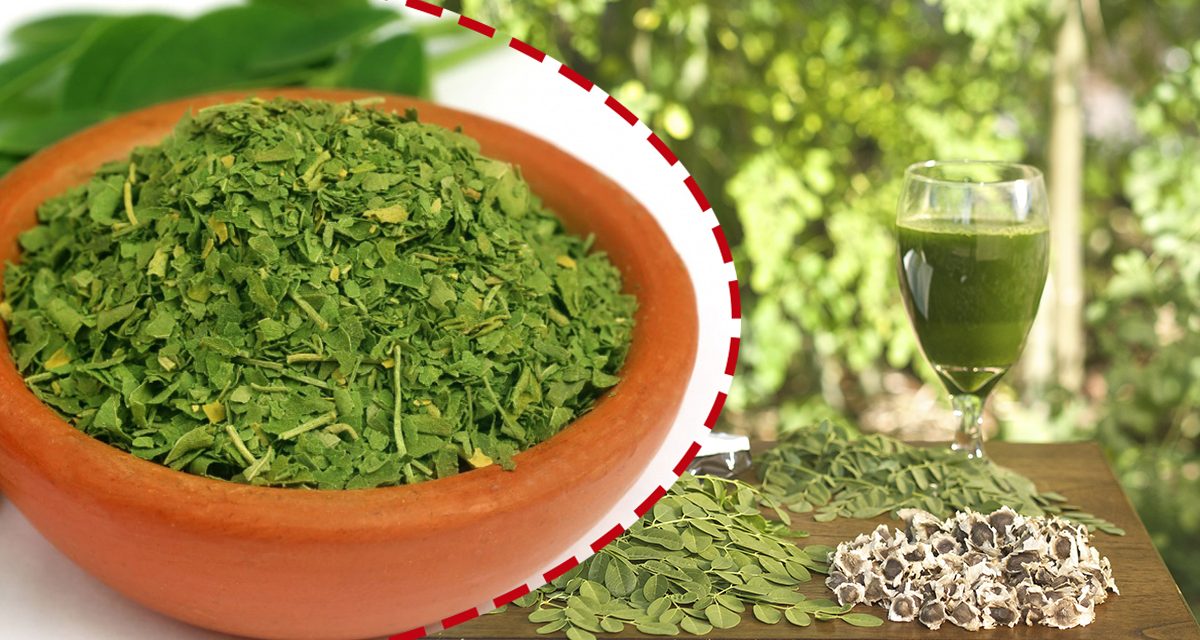 beneficios da moringa