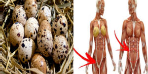 beneficios do ovo codorna