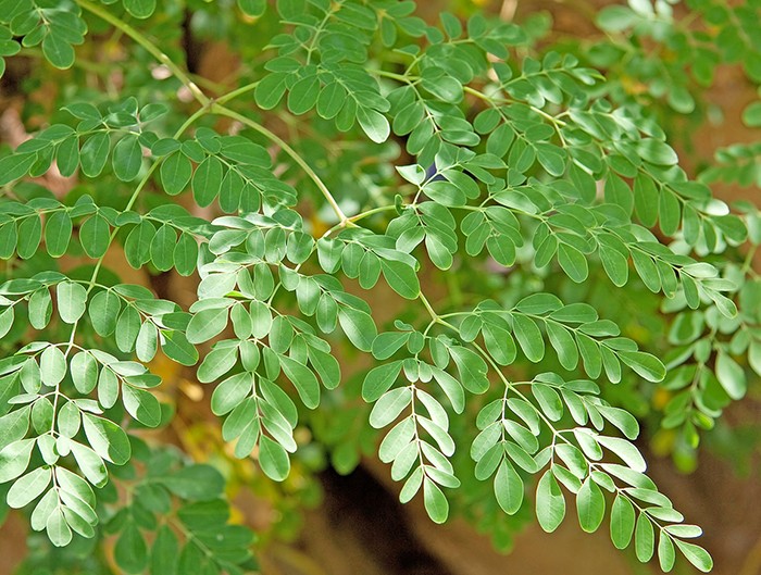 benefícios do oleo das folhas de moringa