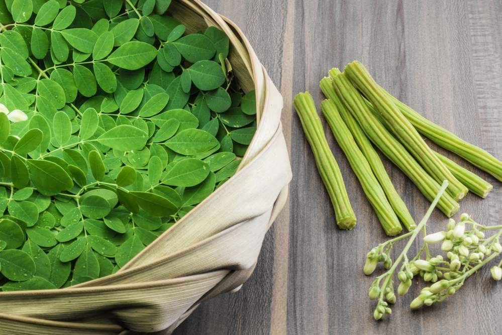 benefícios da moringa