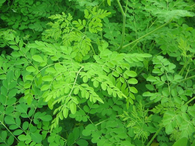 benefícios da moringa oleífera