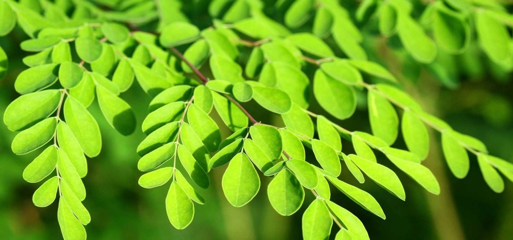 benefícios da moringa